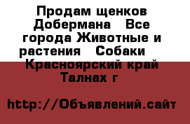 Продам щенков Добермана - Все города Животные и растения » Собаки   . Красноярский край,Талнах г.